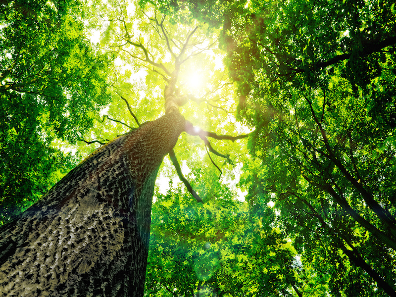 Natural Healing How Watching Trees Can Help You Soothe Your Soul Meditation Relax Club